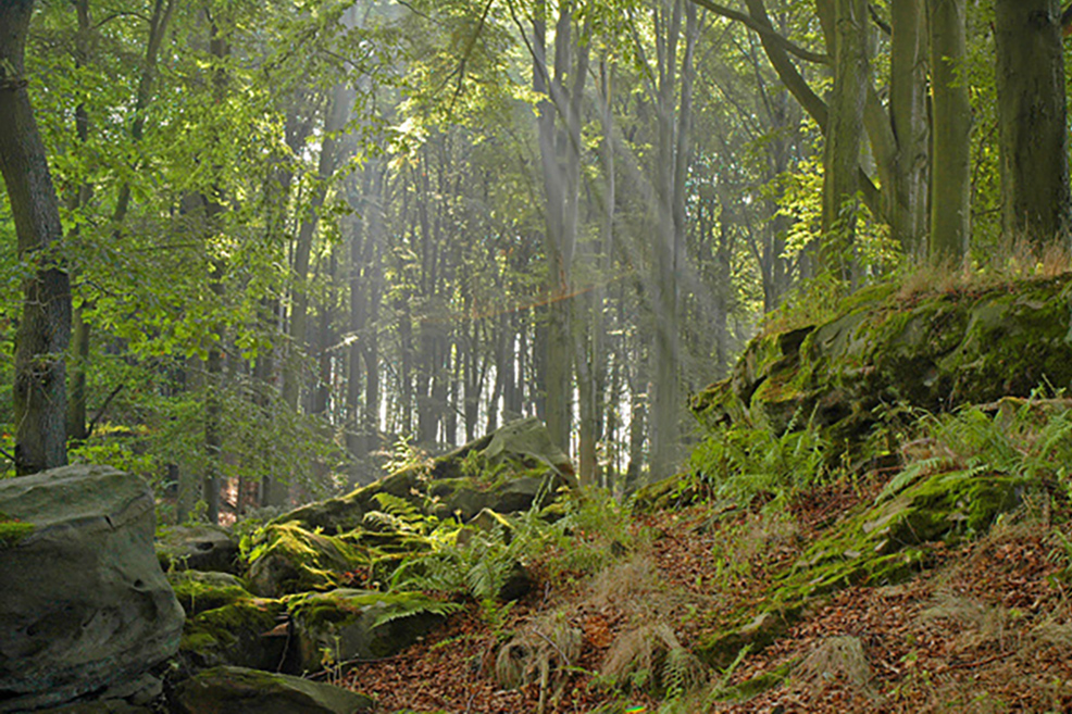 Felsiges Waldstück mit Sonnenstrahlen zwischen den Bäumen