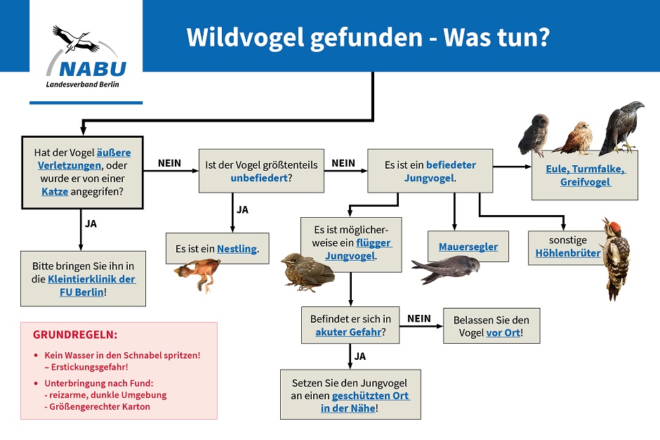 Inforgrafik zum Vogelfund und die Vorgehensweise