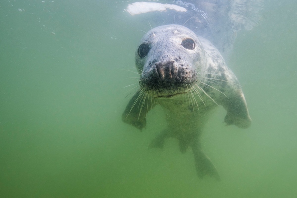 Kegelrobbe unter Wasser schaut in die Kamera