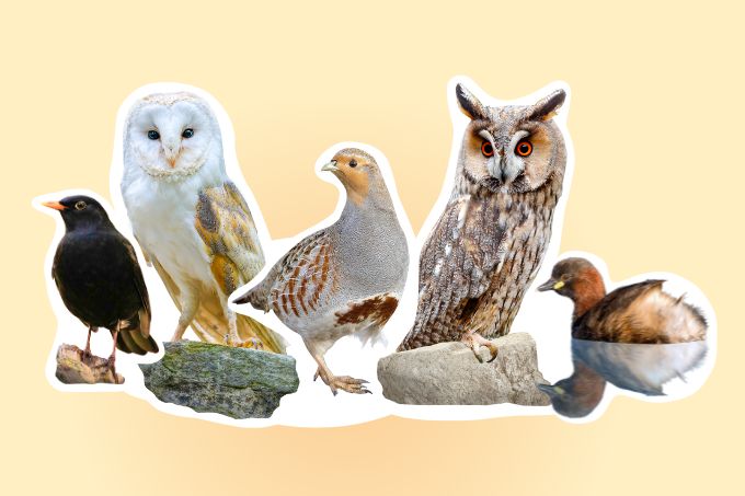 Die fünf Kandidaten zum Vogel des Jahres: Amsel; Schleiereule; Rebhuhn; Waldohreule; Zwergtaucher