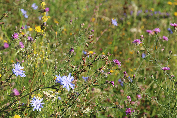 Bunte Wiese, biodivers