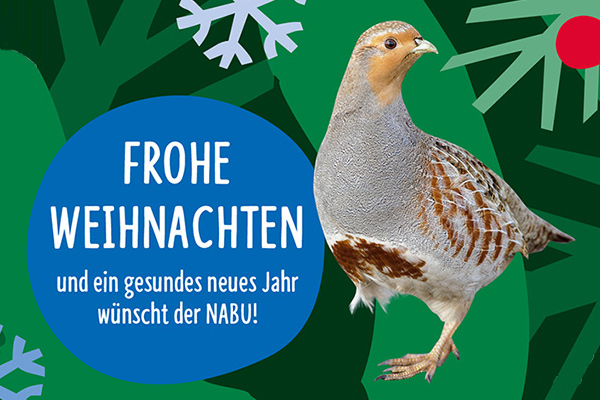Rebhuhn vor einem illustrativem, weihnachtlichen Hintergrund und diesem Text: Frohe Weihnachten und ein gesundes neues Jahr wünscht der NABU!