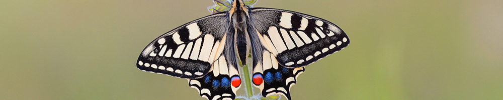 Schmetterling an einer Blume