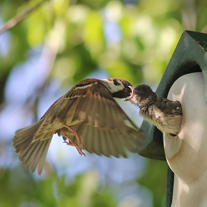 Öffnen Legespiel: Finde für jeden Vogel die passende Nisthilfe