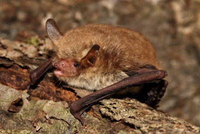 Fransenfledermaus auf einem Ast sitzend