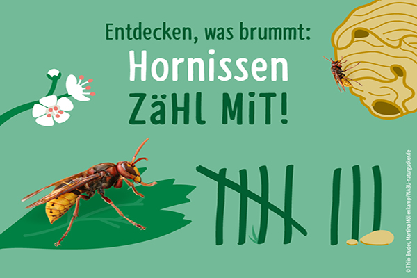 Titelbild der Mitmachaktion zur Hornissenzählung