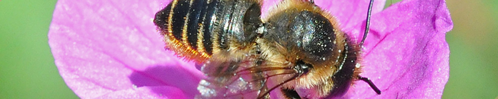 Blattschneiderbiene auf einer Blume