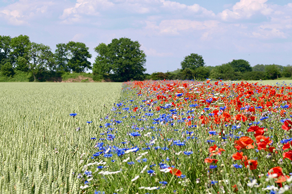 Blühstreifen im Acker