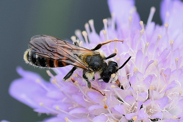 Wildbiene auf Blume