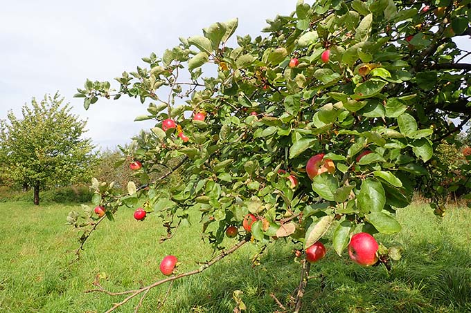 Apfelbaum auf einer Wiese