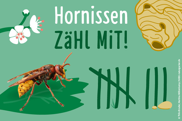 Grafik "Hornissen. Zähl mit!". Hornisse, Blüte, Hornissennest und Strichliste.