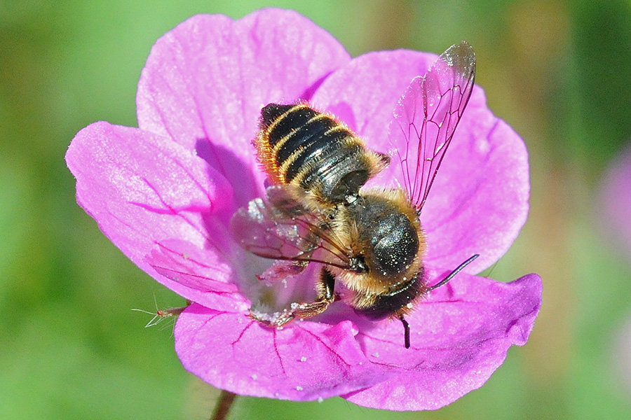 Wildbiene auf einer Blüte