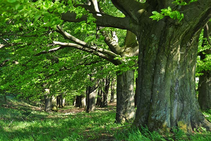 Wald