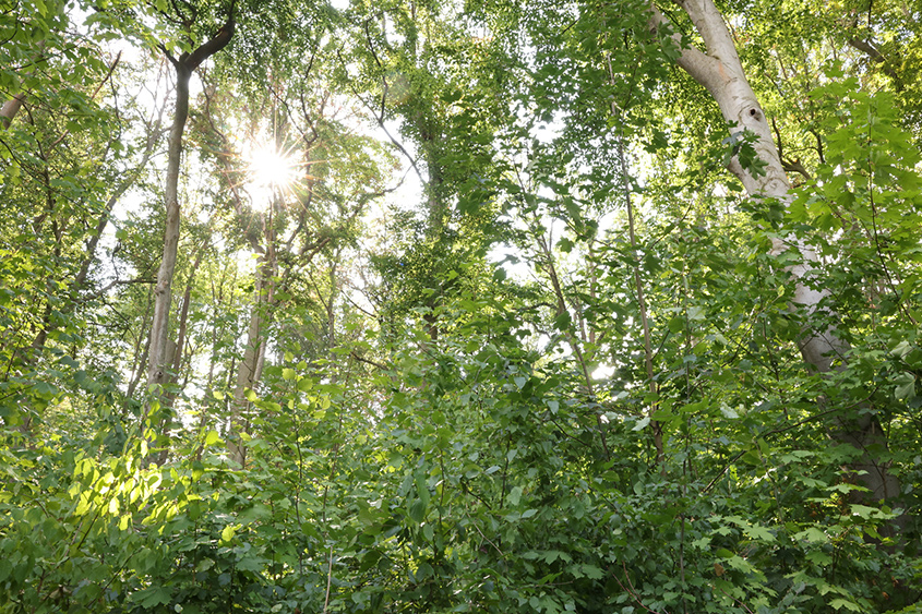 Strukturreicher Wald und Sonne, die durch den Wald scheint