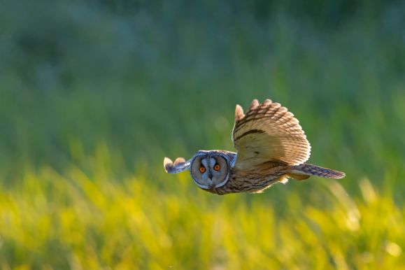 Fliegende Waldohreule