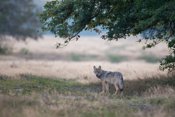Einsamer Wolf in der Natur