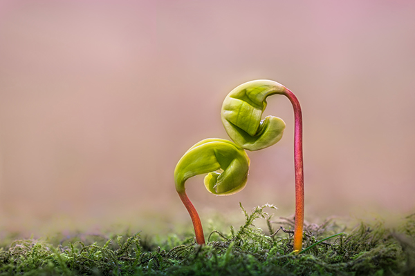 Knospen wachsen aus einem moosigen Boden