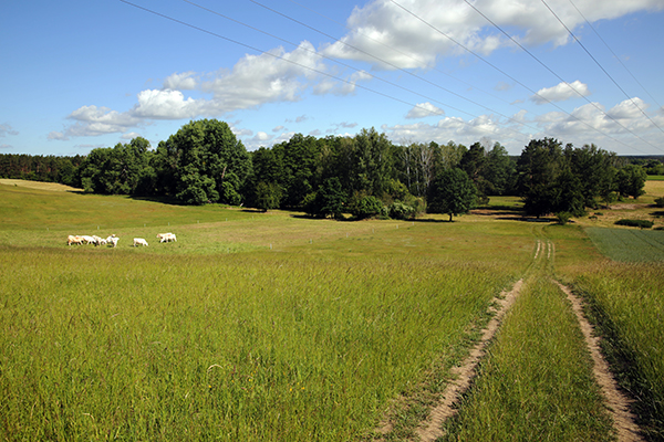 Wiesenfläche mit Wald im Hintergrund und einer Fahrspur an der Seite